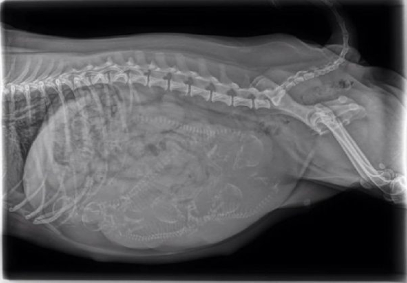 14 Things Nature Can't Show, But An X-Ray Can Show