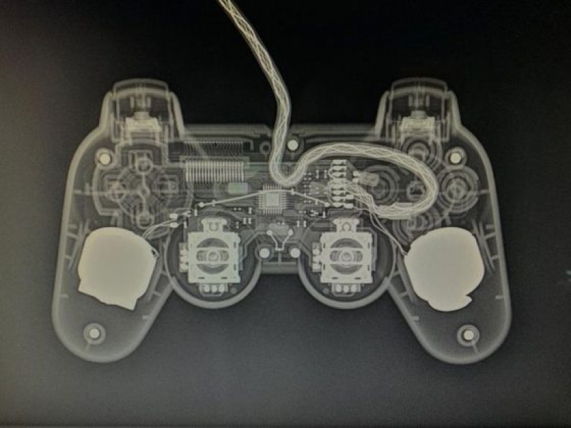 14 Things Nature Can't Show, But An X-Ray Can Show
