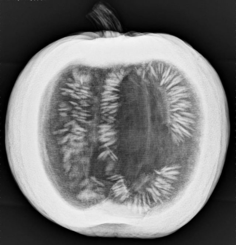 14 Things Nature Can't Show, But An X-Ray Can Show