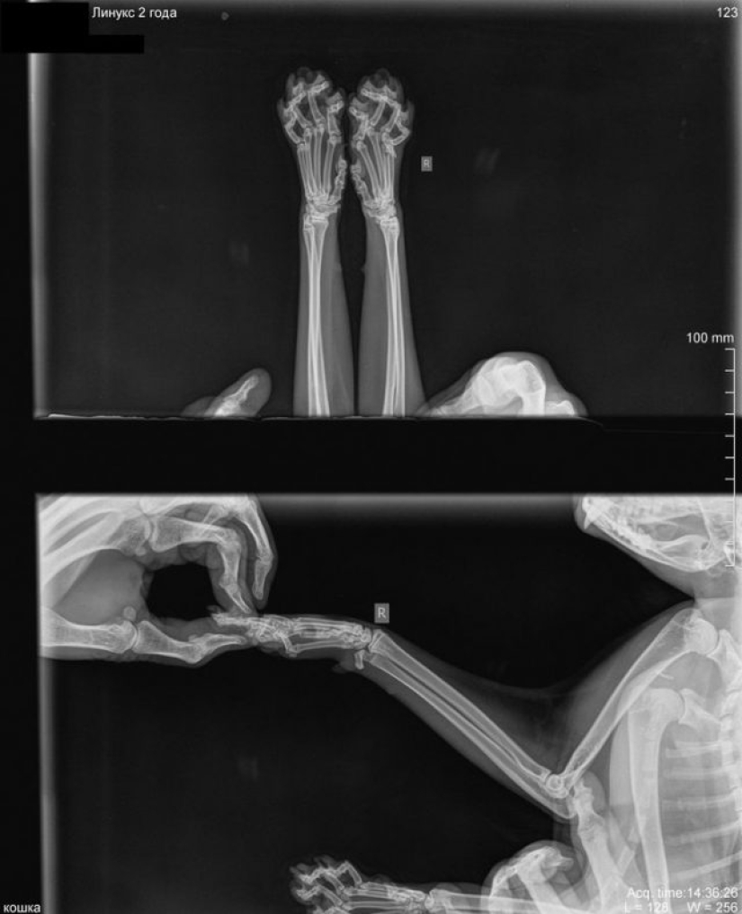 14 Things Nature Can't Show, But An X-Ray Can Show