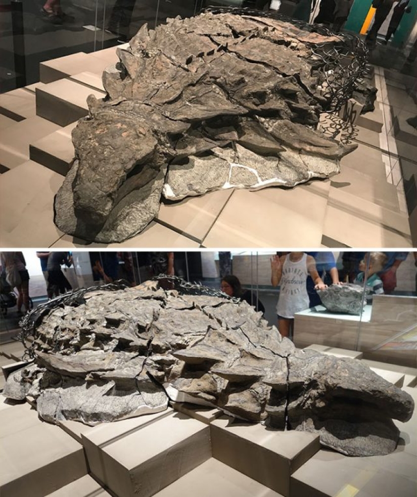 15 Ancient Fossils That Will Make You Say "Wow"
