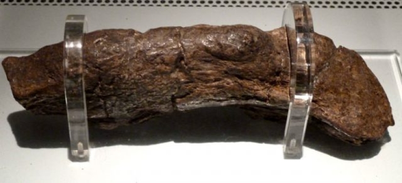 15 Ancient Fossils That Will Make You Say "Wow"