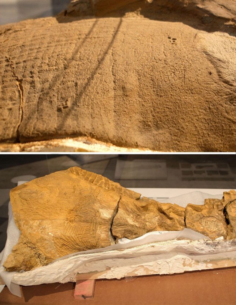 15 Ancient Fossils That Will Make You Say "Wow"