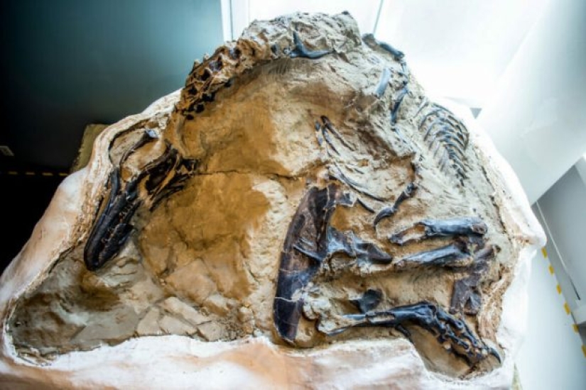 15 Ancient Fossils That Will Make You Say "Wow"