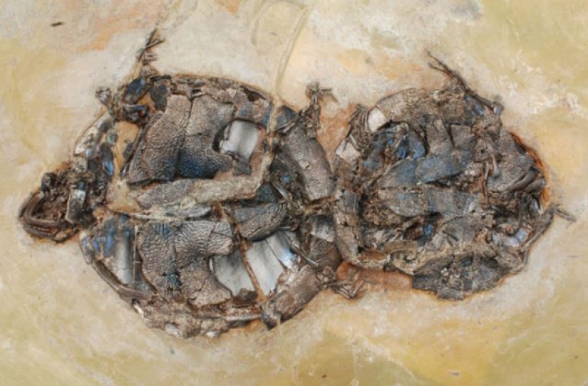 15 Ancient Fossils That Will Make You Say "Wow"
