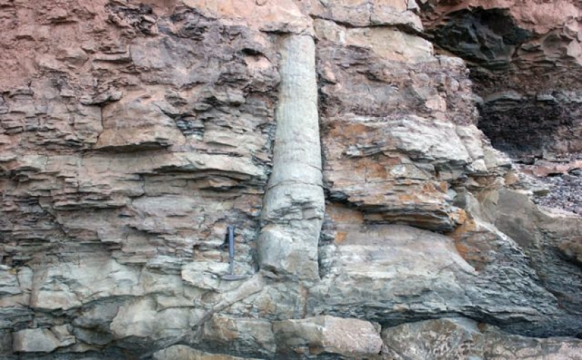 15 Ancient Fossils That Will Make You Say "Wow"