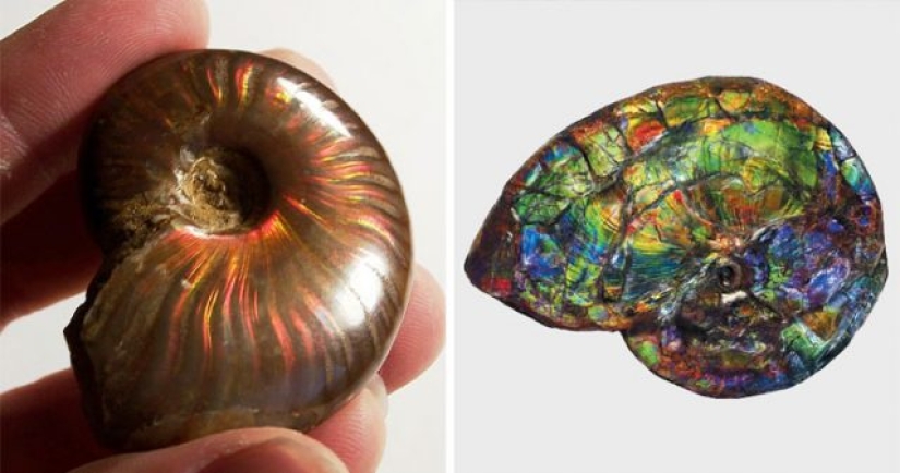 15 Ancient Fossils That Will Make You Say "Wow"