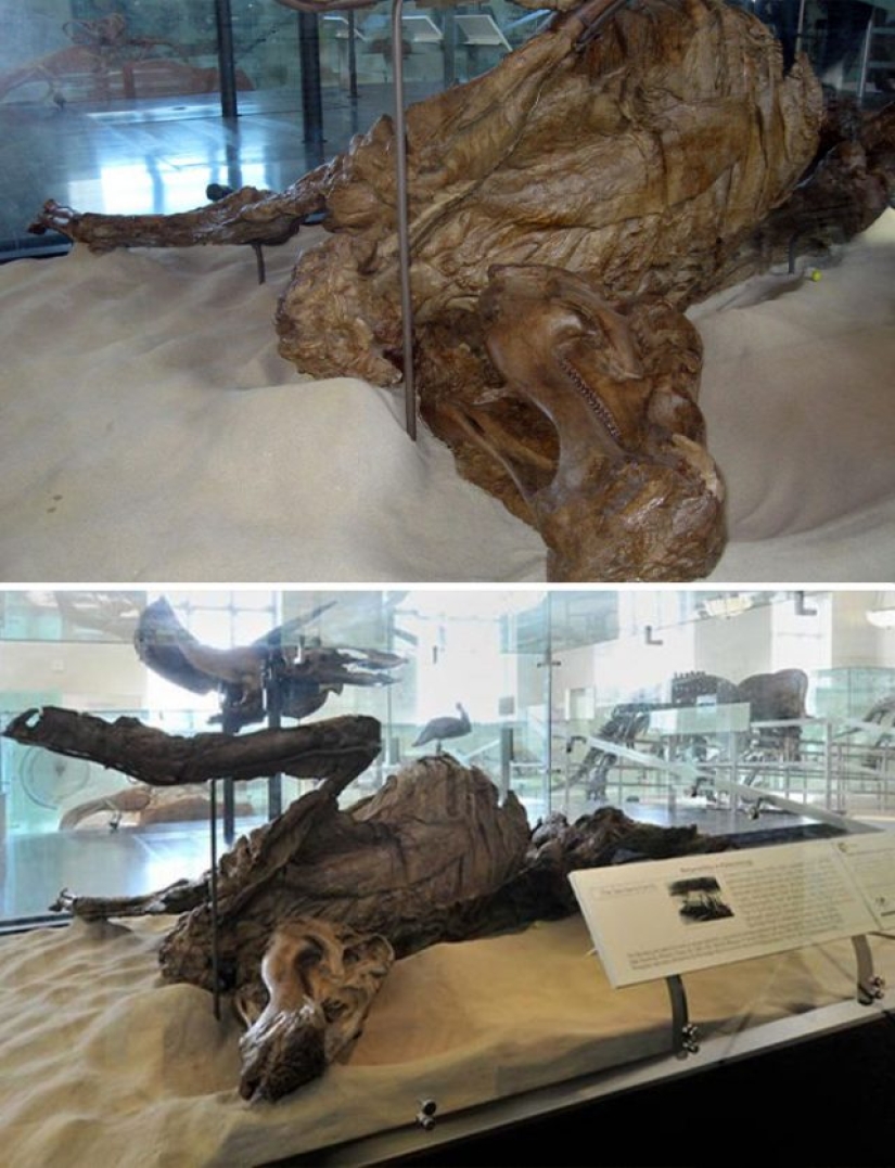 15 Ancient Fossils That Will Make You Say "Wow"