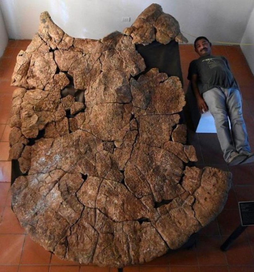 15 Ancient Fossils That Will Make You Say "Wow"