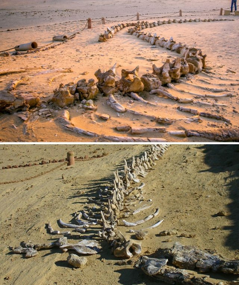 15 Ancient Fossils That Will Make You Say "Wow"