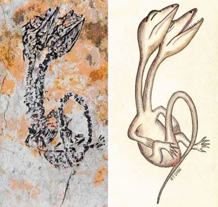 15 Ancient Fossils That Will Make You Say "Wow"