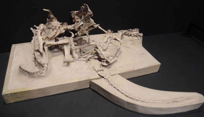 15 Ancient Fossils That Will Make You Say "Wow"