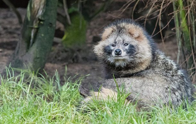 15 animales lindos que no conocías