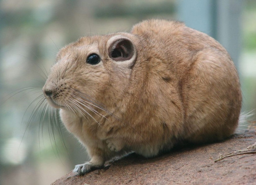 15 animales lindos que no conocías