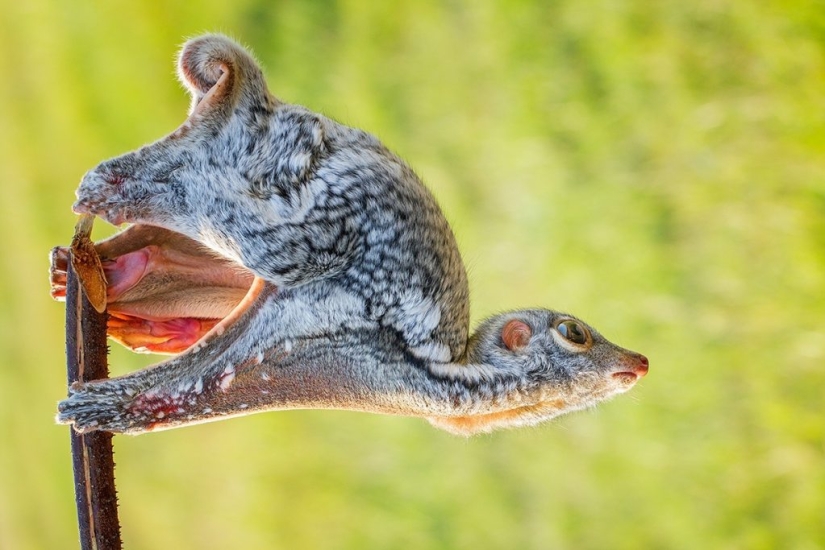 15 animales lindos que no conocías