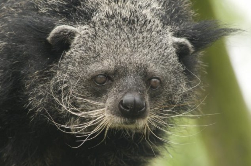 15 animales lindos que no conocías