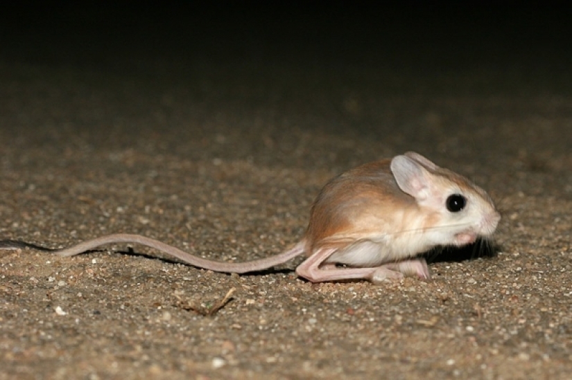 15 animales lindos que no conocías