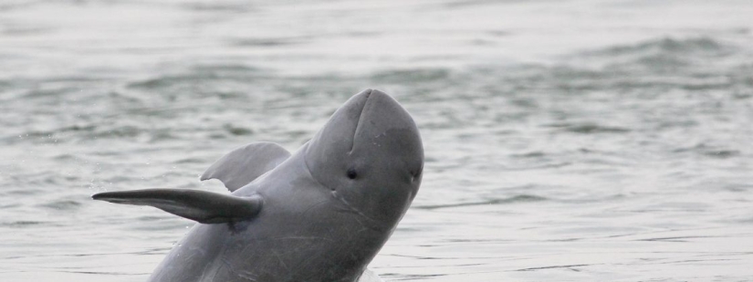 15 animales lindos que no conocías