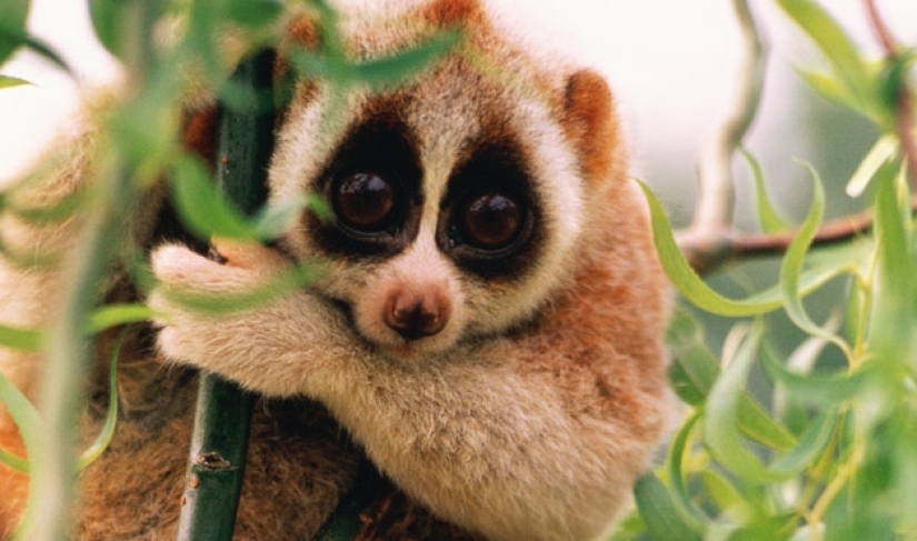 15 animales lindos que no conocías