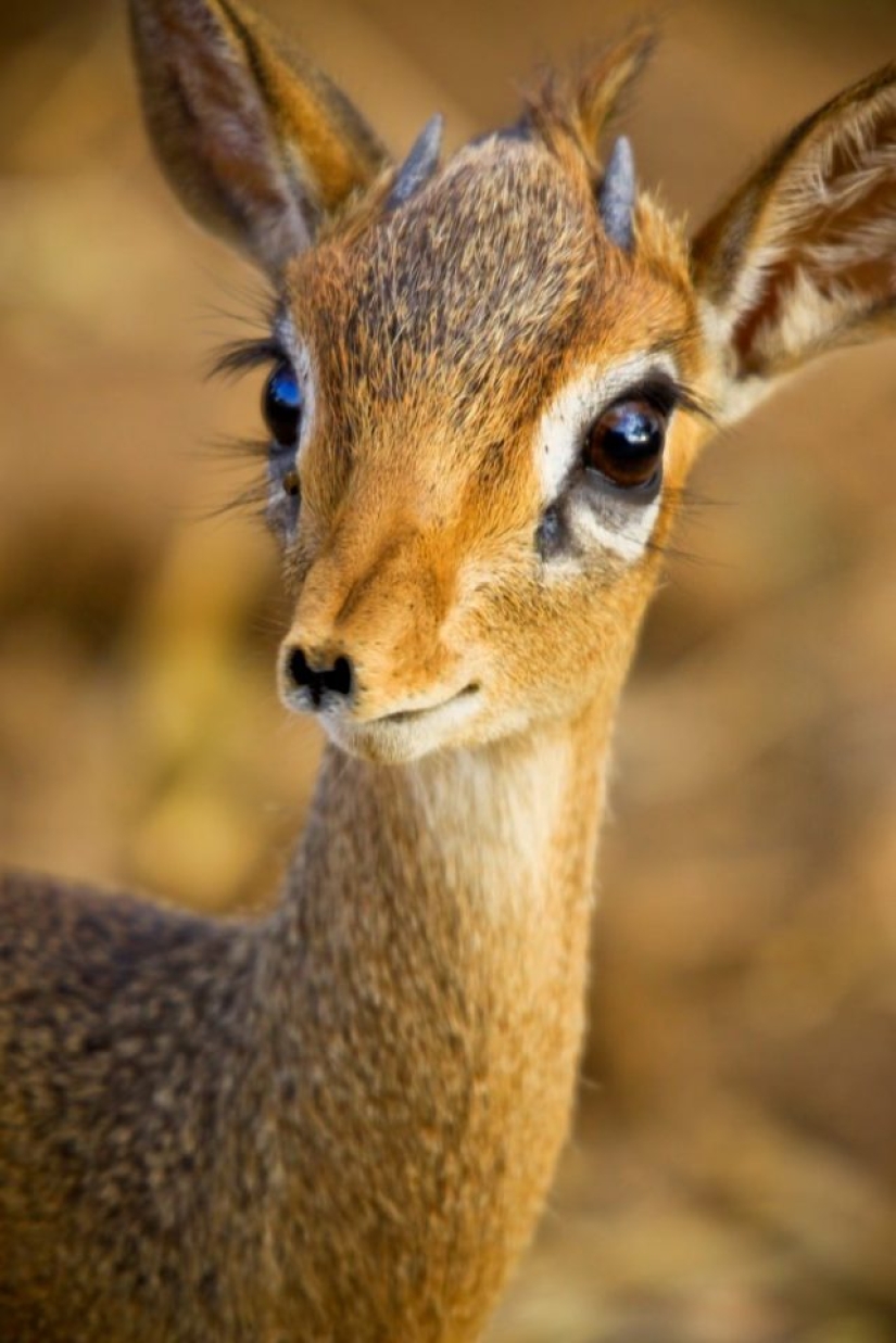 15 animales lindos que no conocías