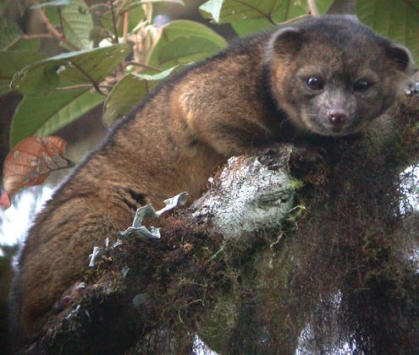 15 animales lindos que no conocías