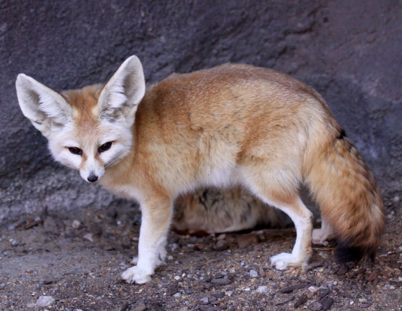 15 animales lindos que no conocías