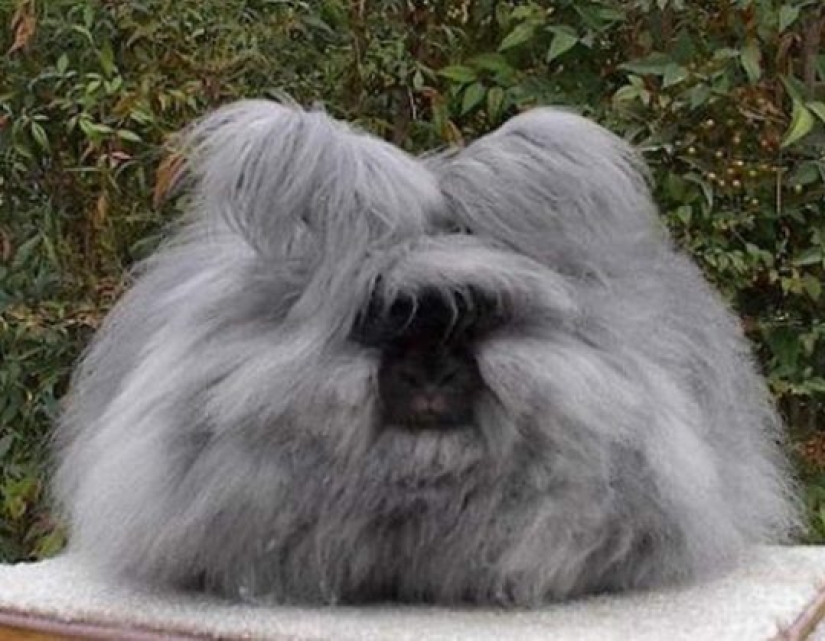 15 animales lindos que no conocías
