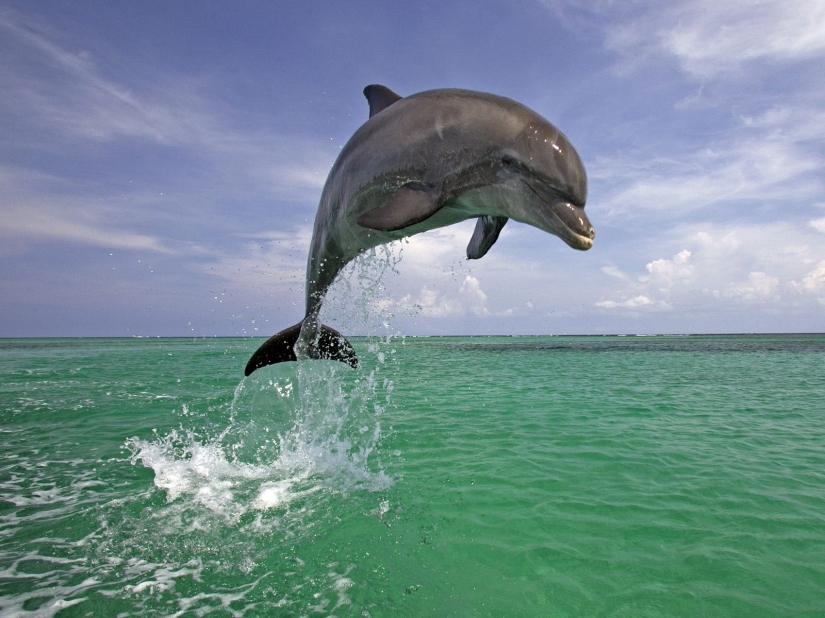 15 animales peligrosos que consideramos lindos y amables