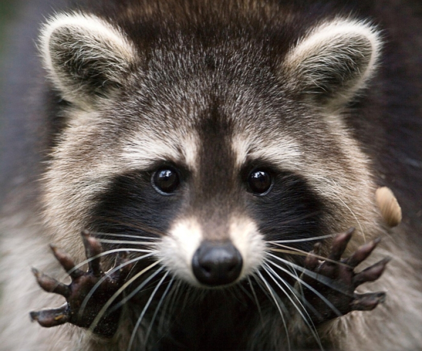 15 animales peligrosos que consideramos lindos y amables