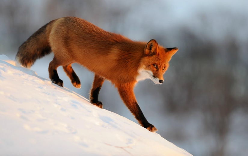 15 animales peligrosos que consideramos lindos y amables