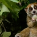15 animales peligrosos que consideramos lindos y amables 15 animales peligrosos que consideramos lindos y amables