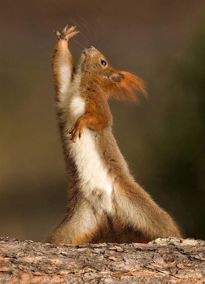 15 animals that know how to get in shape for spring