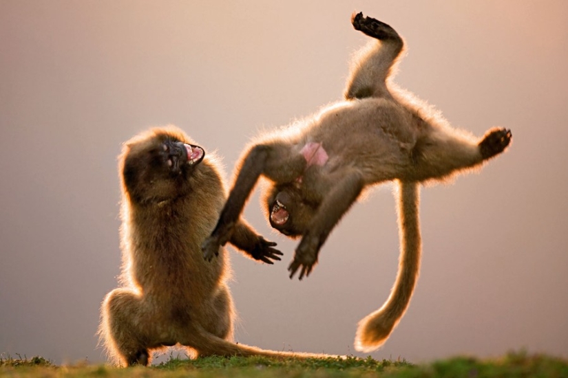 15 animals that know how to get in shape for spring