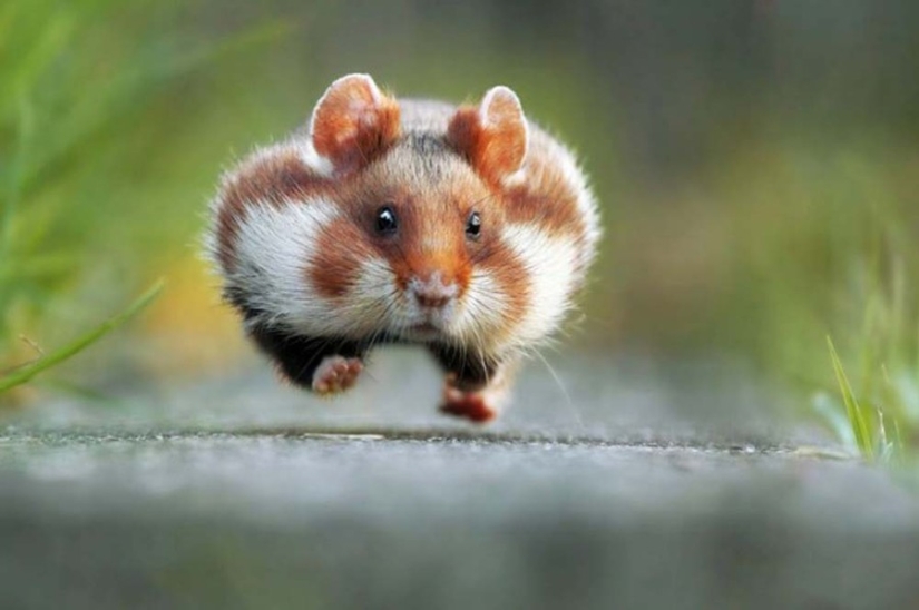 15 animals that know how to get in shape for spring