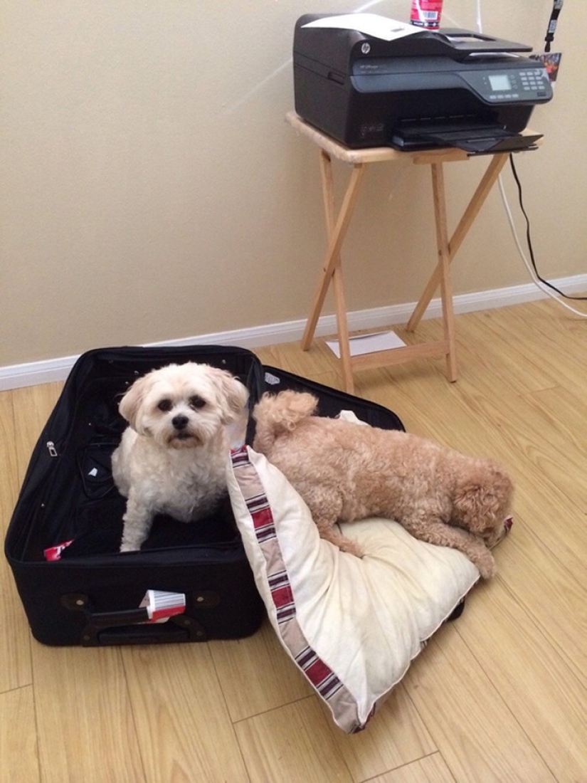 15 animals who refuse to believe that they are not being taken with them