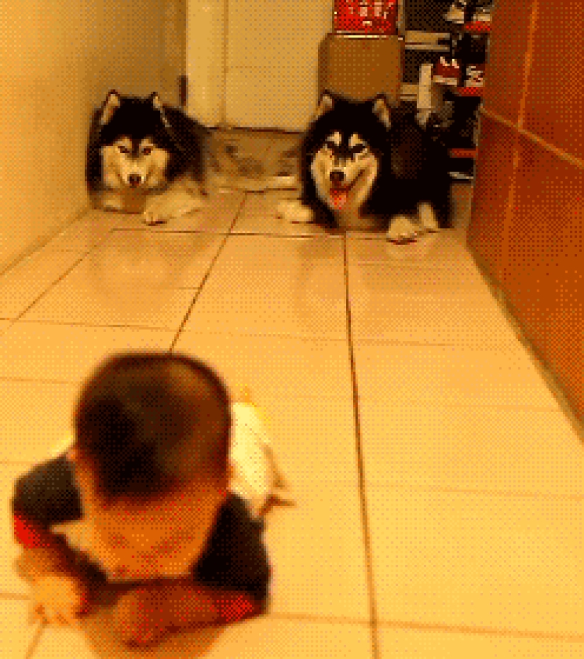 15 answers to the question why a small child is funny