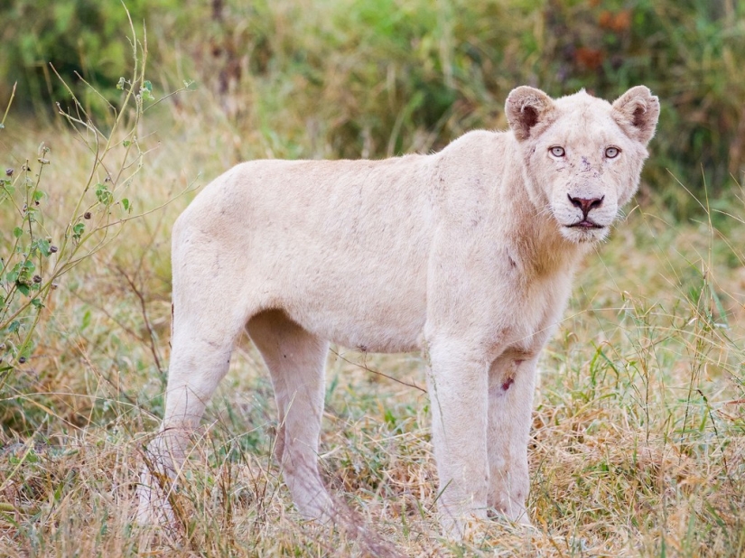15 best places to see wild animals