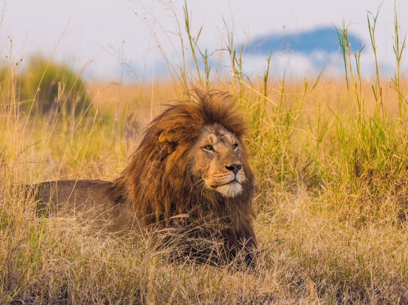 15 best places to see wild animals