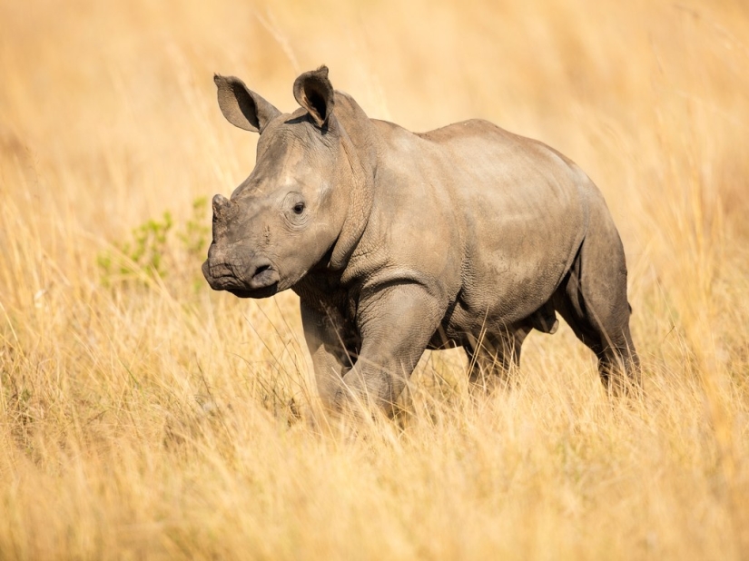15 best places to see wild animals