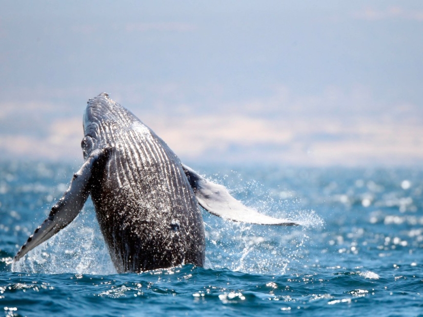 15 best places to see wild animals