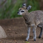 15 Cute Animals You Never Knew About 15 Cute Animals You Never Knew About