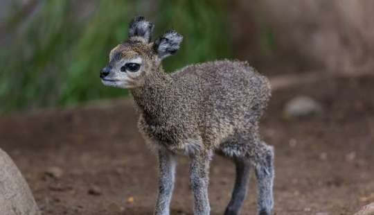 15 Cute Animals You Never Knew About 15 Cute Animals You Never Knew About