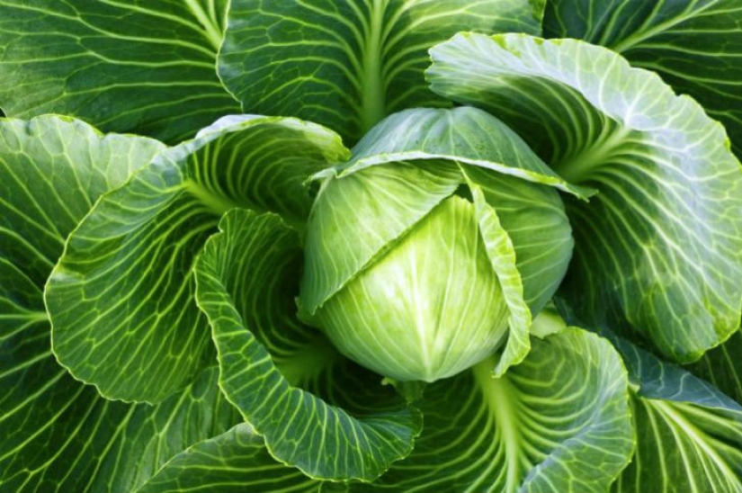 15 foods that you can eat even at night 15 foods that you can eat even at night