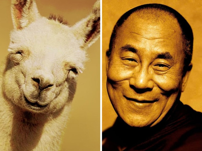 15 fotos de animales que parecen estrellas 15 fotos de animales que parecen estrellas