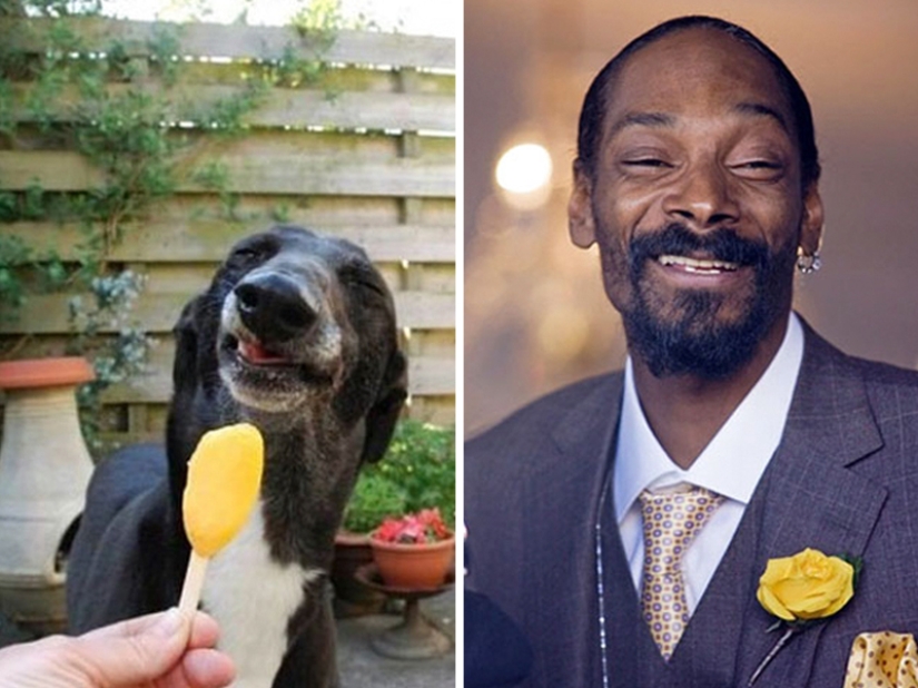 15 fotos de animales que parecen estrellas 15 fotos de animales que parecen estrellas