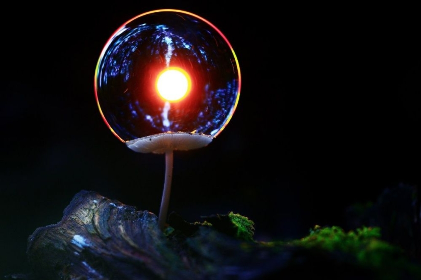 15 fotos sobre la vida silvestre — lo más inexplorado de la tierra 15 fotos sobre la vida silvestre — lo más inexplorado de la tierra