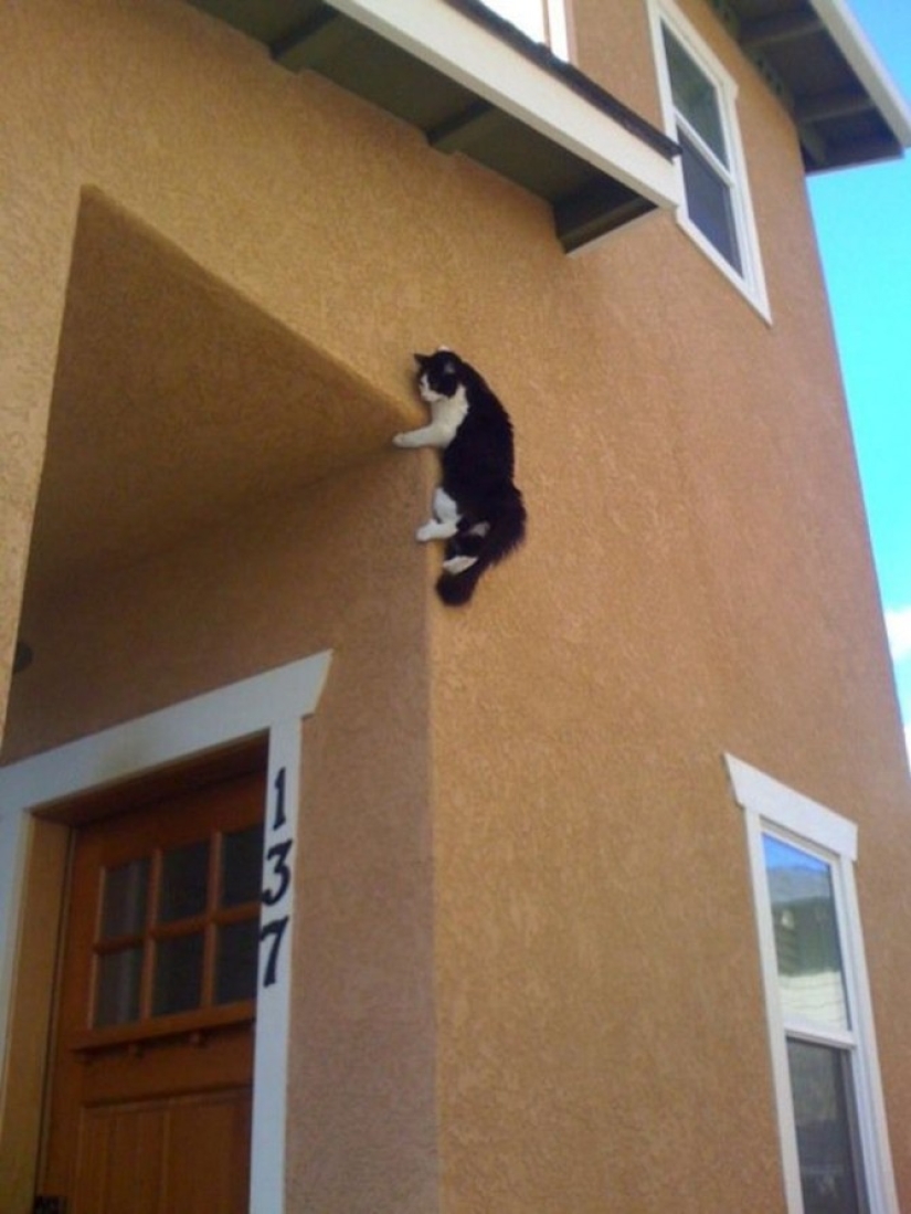 15 lugares donde nunca esperábamos ver un gato 15 lugares donde nunca esperábamos ver un gato