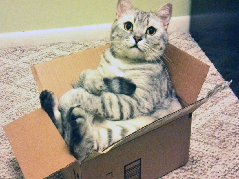 15 lugares donde nunca esperábamos ver un gato 15 lugares donde nunca esperábamos ver un gato