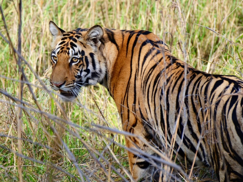 15 mejores lugares para ver animales salvajes