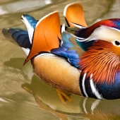 15 most beautiful birds, the sight of which takes your breath away! 15 most beautiful birds, the sight of which takes your breath away!